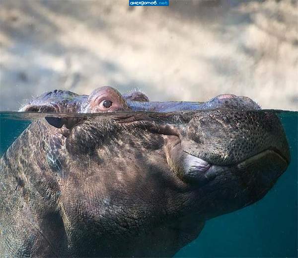 Перископная глубина