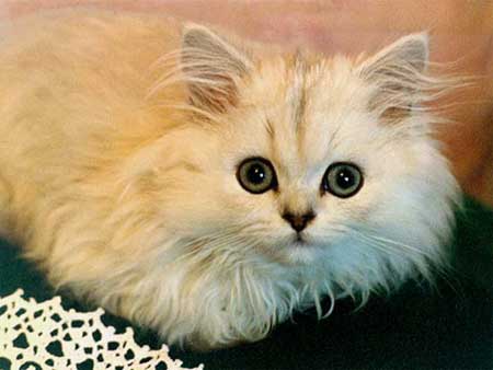 Солнце ты моё волосатое, блохастое