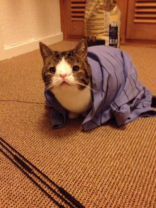 Мед не ем, но пчелы все равно неправильные...